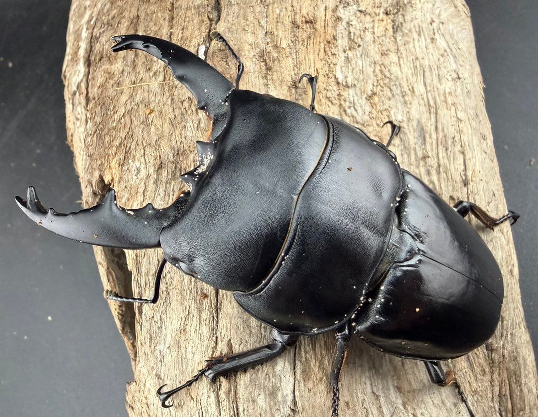 【WD】《アルキデスヒラタ アチェ産 長歯 91mm ペア》