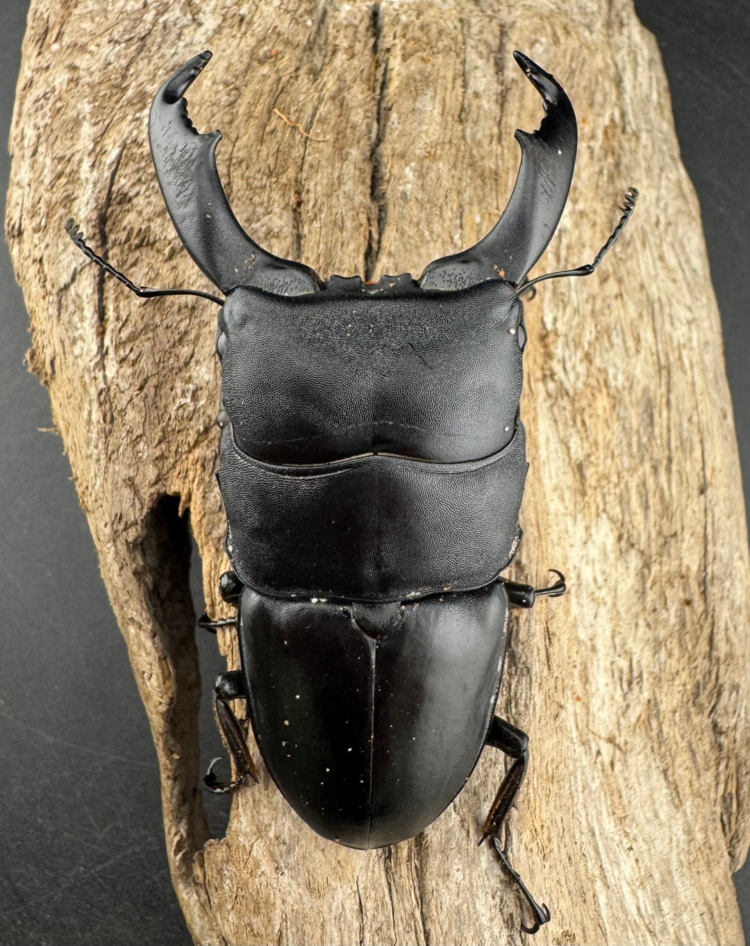 【WD】《スラウェシオオヒラタ 南スラウェシ産 83mm ペア》