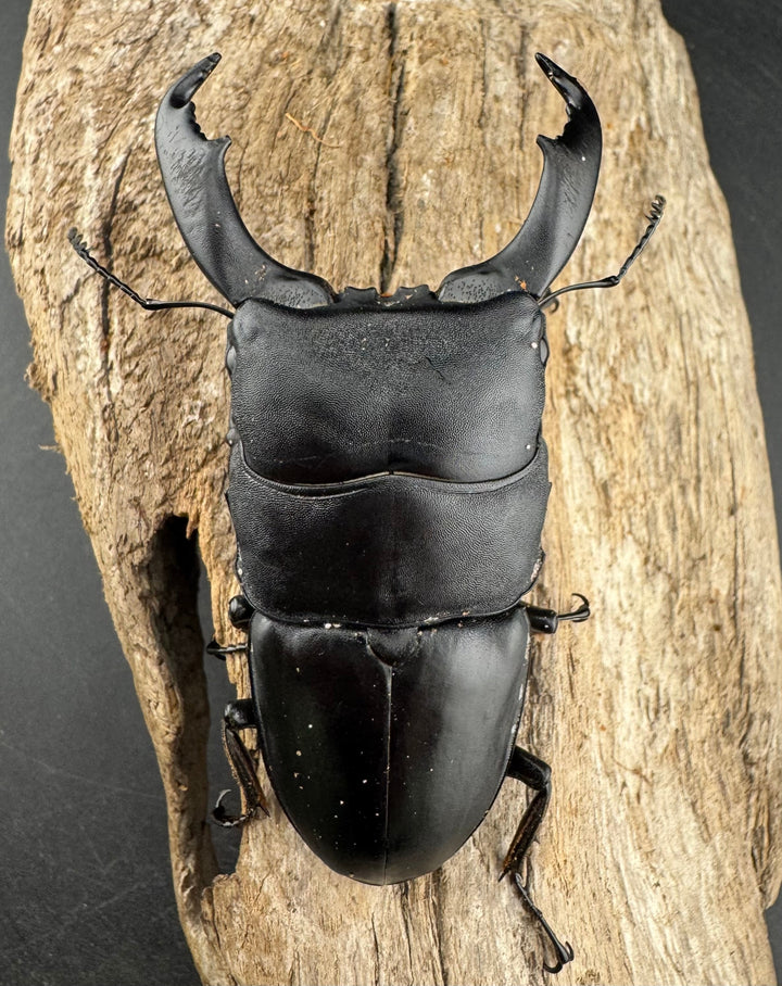 【WD】《スラウェシオオヒラタ 南スラウェシ産 83mm ペア》