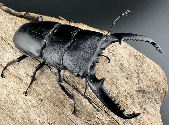 【WD】ロングホーン《パラワンオオヒラタ 85.5mm ペア》