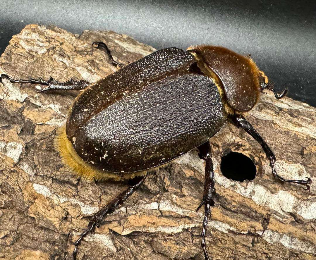 《ヘラクレス・ヘラクレス 153mm ペア》