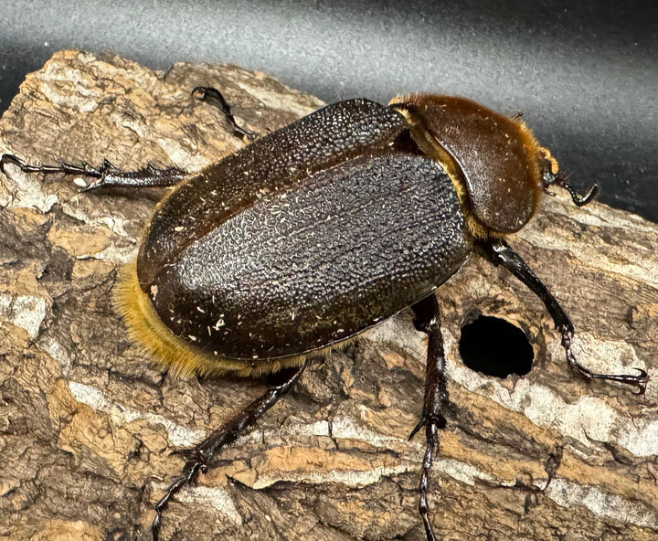 《ヘラクレス・ヘラクレス 153mm ペア》