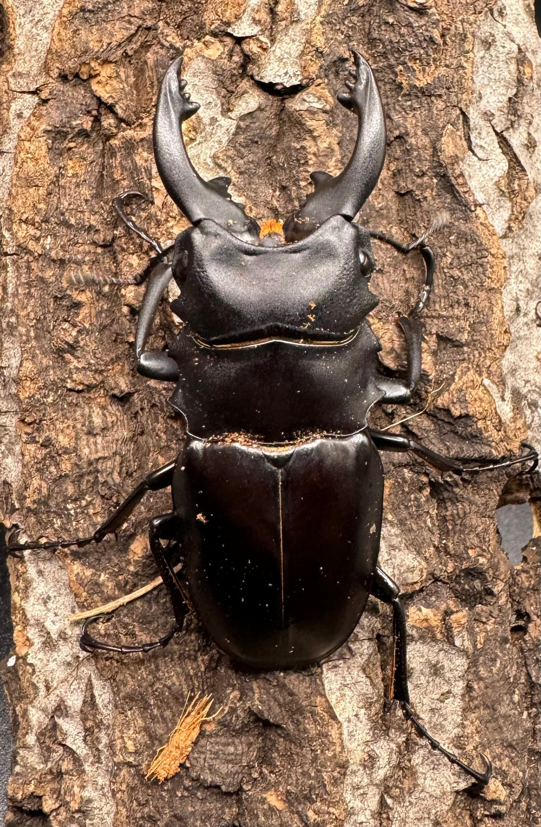 【WD】《アルケスツヤクワガタ 70mm ペア》