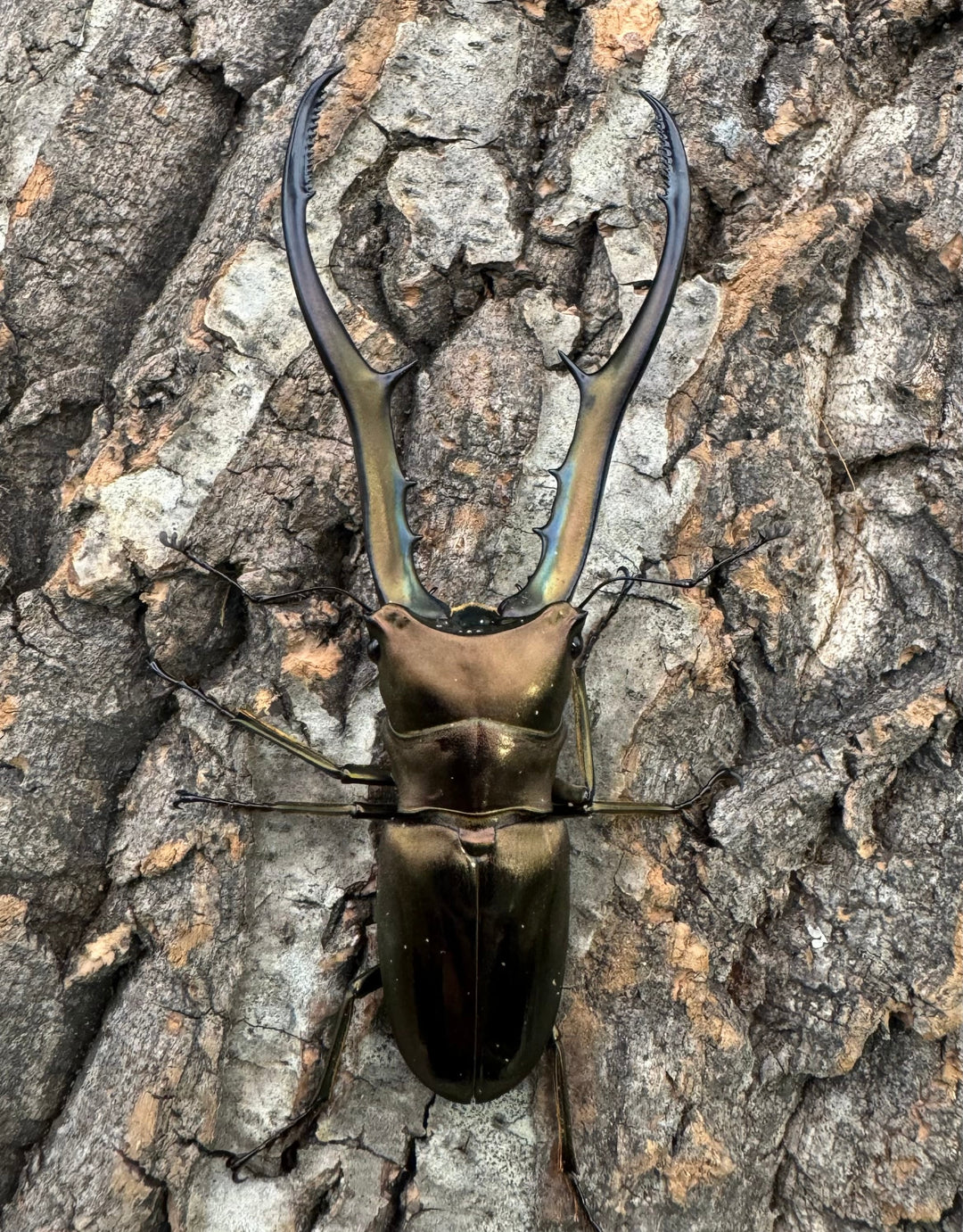 【WD】《メタリフェルホソアカ 85mm ペア》