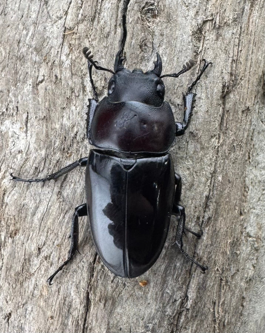 【WD】《ドエスブルグノコギリ亜種mkkiensis 66mm ペア》