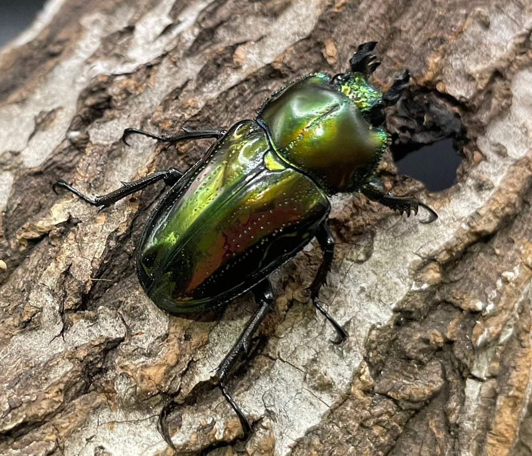 《ニジイロクワガタ Free ♂♀♀トリオ》