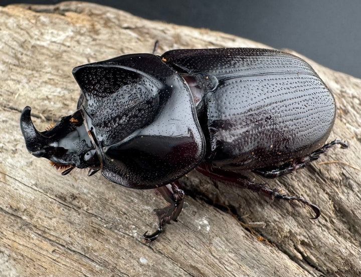 【WD】《ヒラズツツサイカブト 45mm ペア》