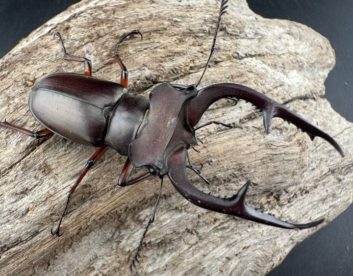 【WD】《デューベイアヌスミヤマ ssp. 60mm ペア》