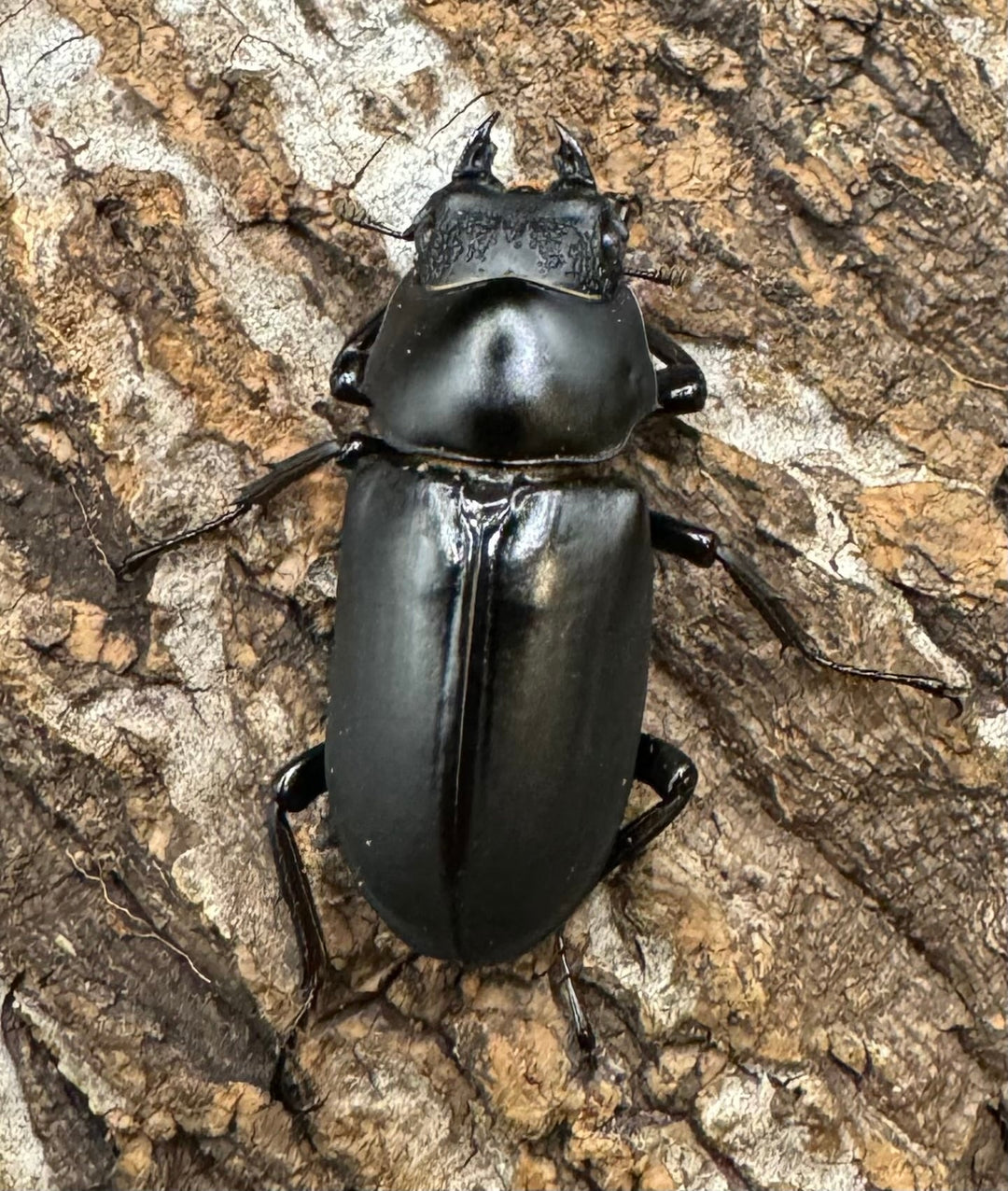 【WD】《ブラナウンコクワ 福貢県産 46mm ♂♀♀トリオ》