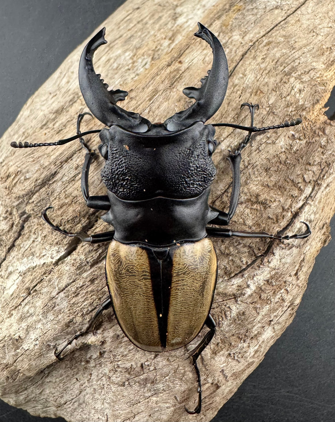 【WD】《ルデキンツヤクワガタ 72mm ペア》