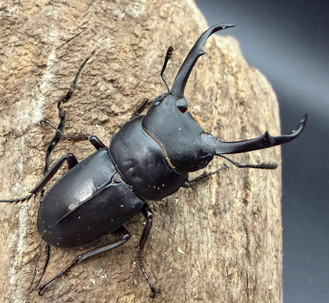 【F0】《コクワガタ 対馬産 38mm ♂♀♀トリオ》