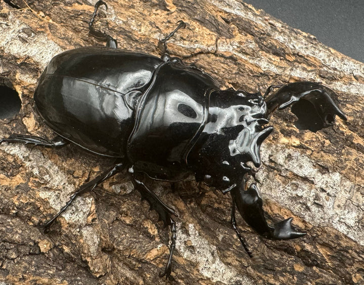 《タランドゥスオオツヤクワガタ 68mm ペア》