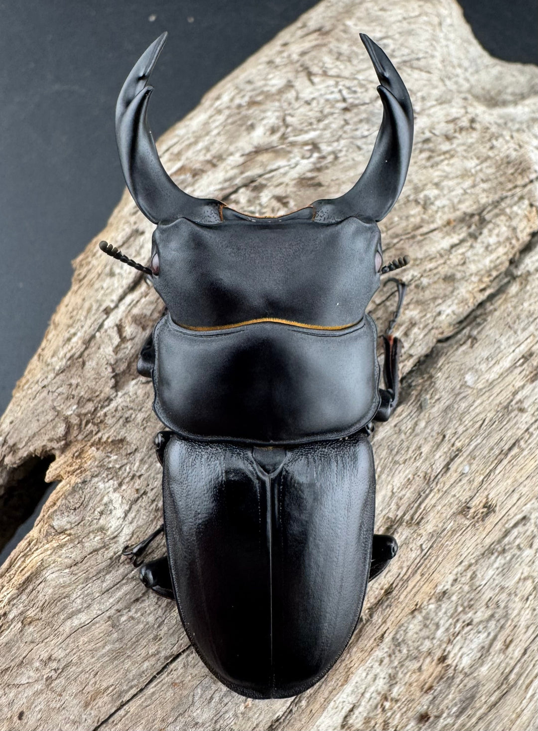 【赤目】《オオクワガタ レッドアイ 能勢産 65mm ペア》