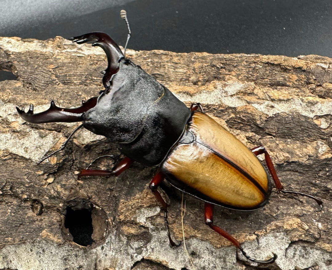 《ウムハンギノコギリ 66mm ♂単》