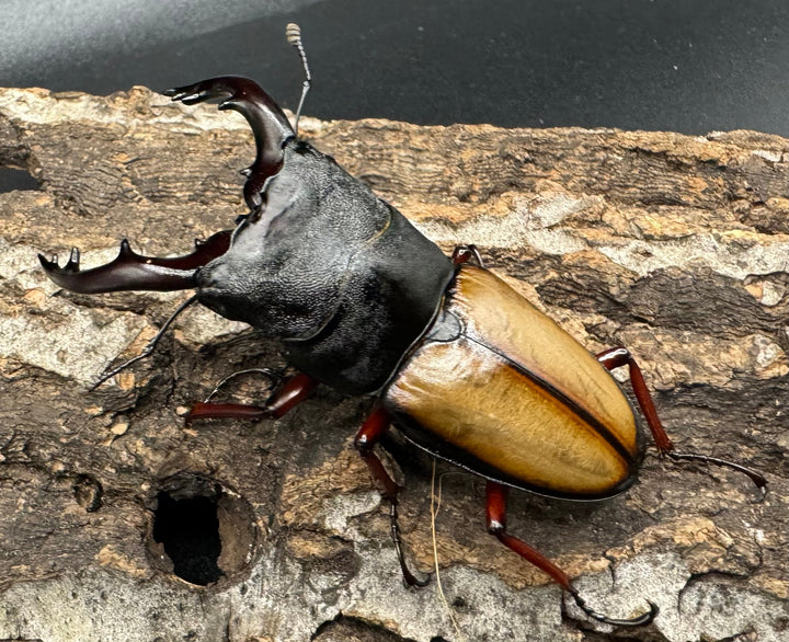 《ウムハンギノコギリ 66mm ♂単》