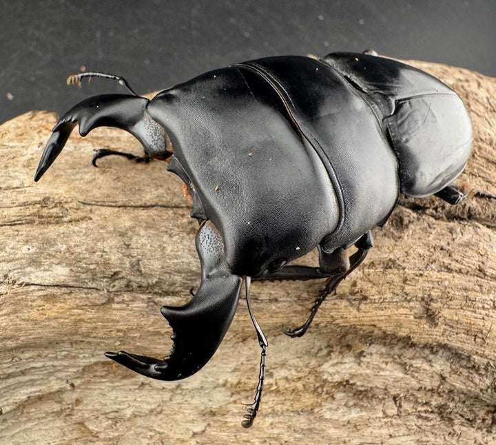 【WD】《ダイオウヒラタ 東ジャワ産 81.5mm ペア》