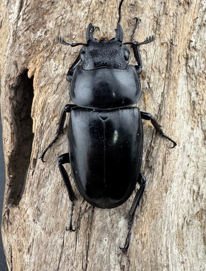 【WD】特大《コンフキウスノコギリクワガタ 94.5mm ペア》