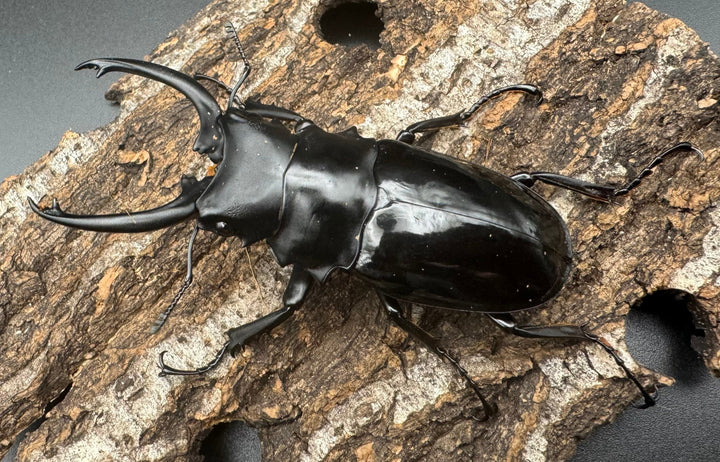 【WD】《ダールマンツヤクワガタ亜種celebensis 83mm ペア》