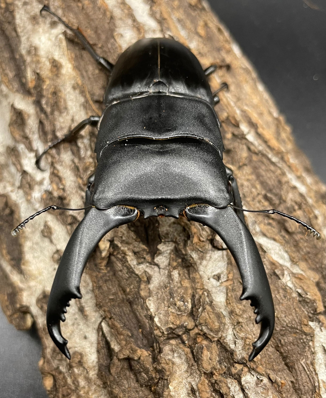 【WD】大型《ネバービスカヤヒラタ（カヤパヒラタ） 85mm ペア》