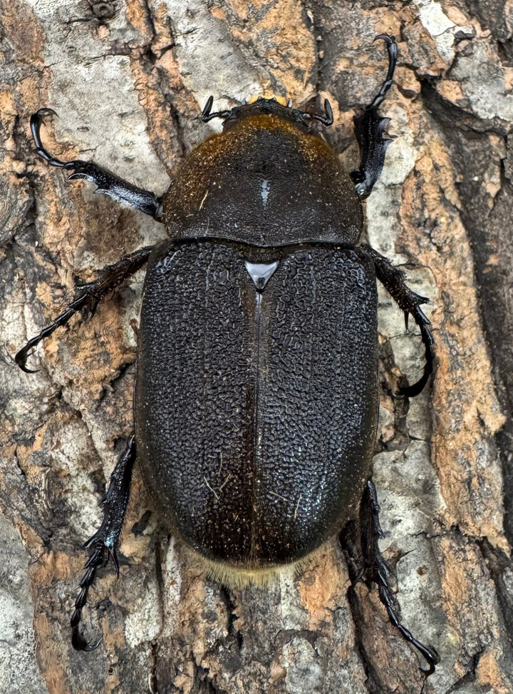 《ヘラクレス・ヘラクレス 145mm ペア》