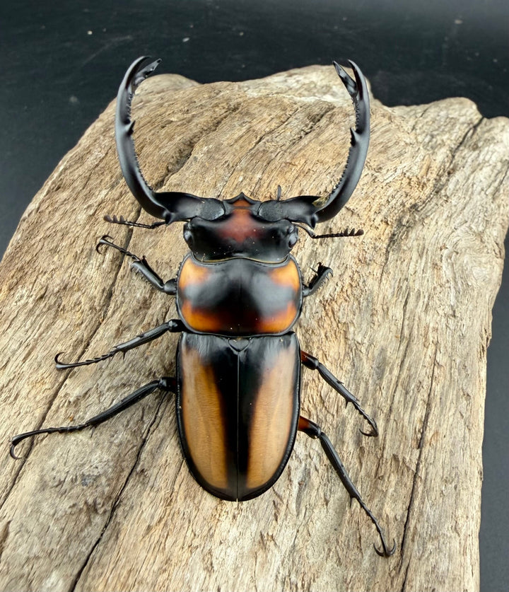《スペキオススシカクワガタ 59.5mm ペア》