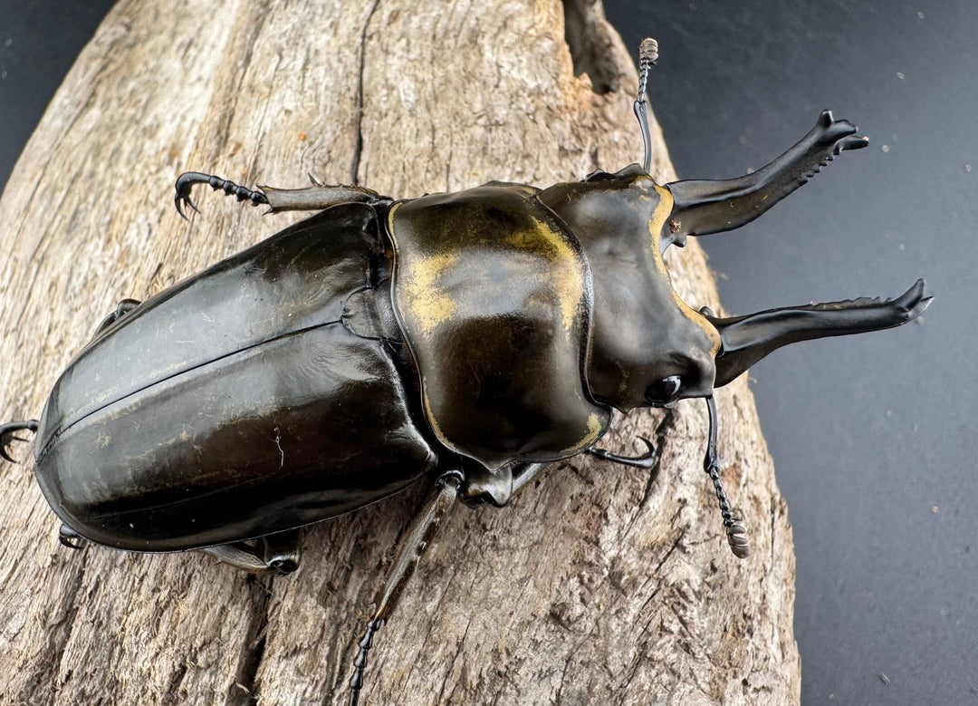 【F0】《ローゼンベルグオウゴンオニクワガタ 71mm ペア》