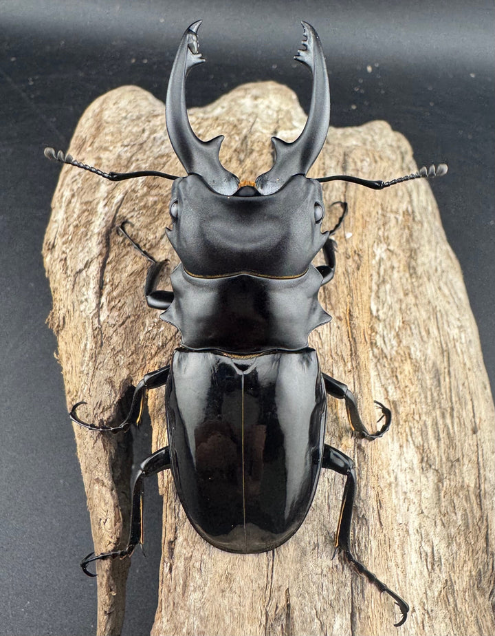 【WD】《ルディカツヤクワガタ 78mm ペア》