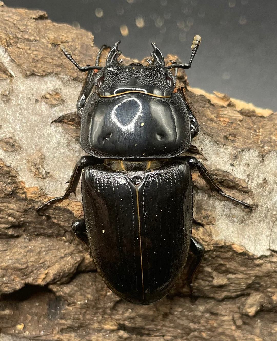 《ホペイオオクワガタ OMG血統 73mm ペア B品》