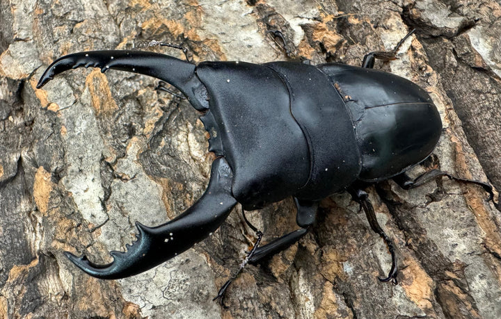 【WD】《南カマリネスヒラタ 96mm ペア》