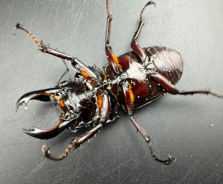 《赤レギウスオオツヤクワガタ 65.5mm ♂単》