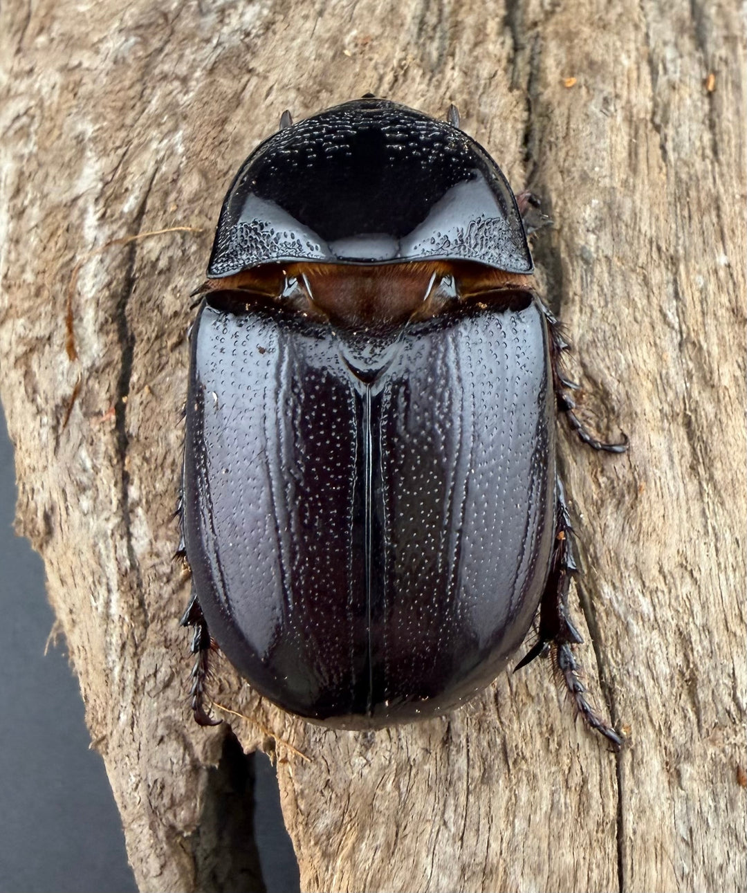 【WD】《マルタバンメンガタカブト 61mm A'品ペア》