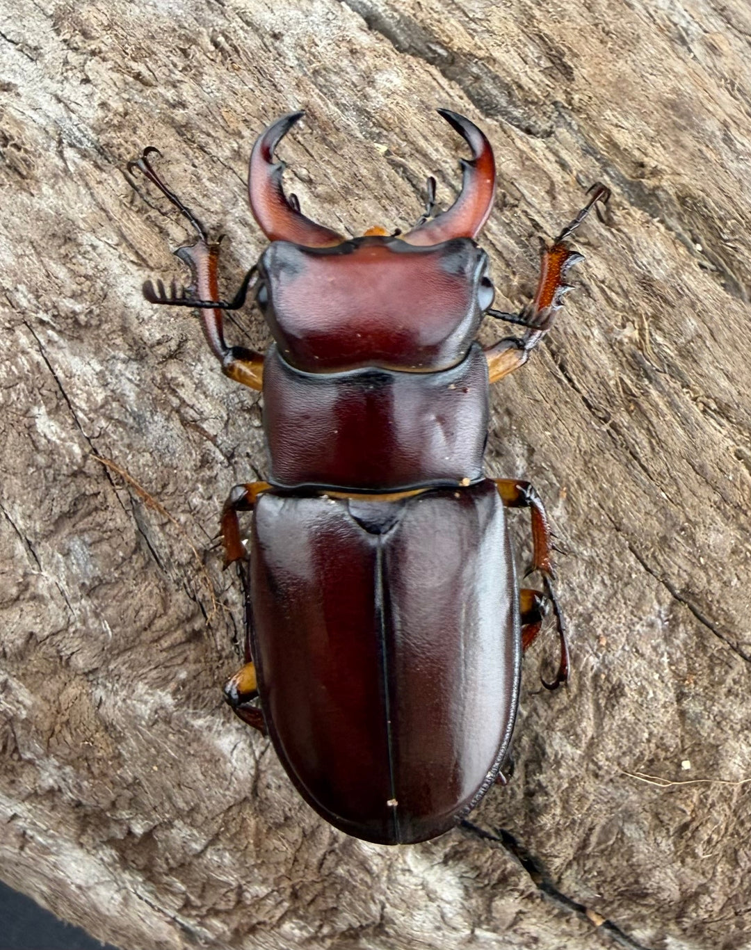 《カプレオルスミヤマクワガタ 37mm ペア》