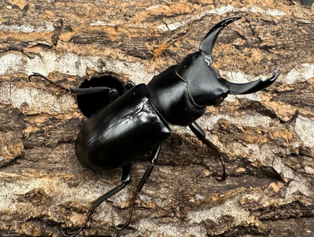 【WD】《ブラナウンコクワ 福貢県産 45mm ペア》