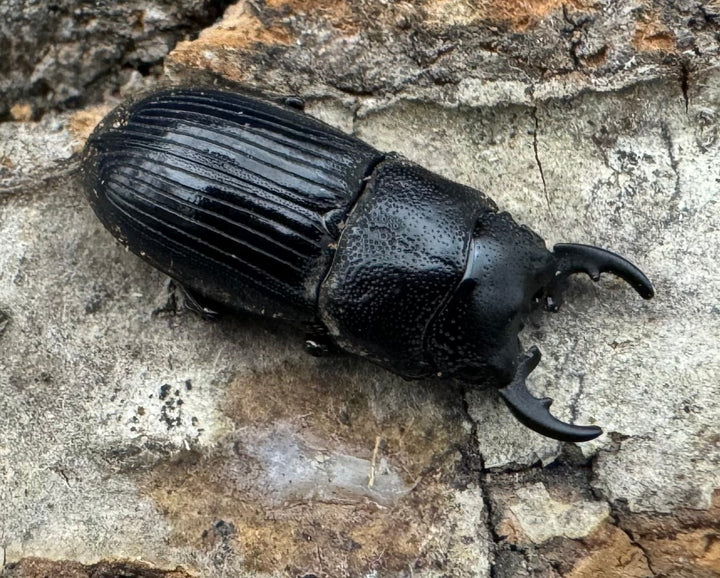 【WD】《フィリピンネブト原名亜種 Free ペア》