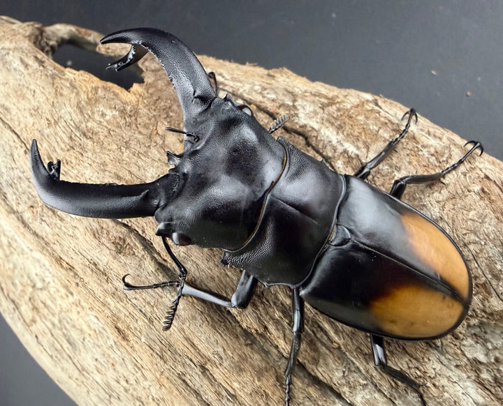 【WD】《パリーフタマタ亜種ディロレイ 75.5mm ペア》