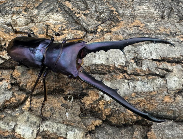 【美麗】《メタリフェルホソアカ 75mm ペア》わたくわ氏ブリード個体