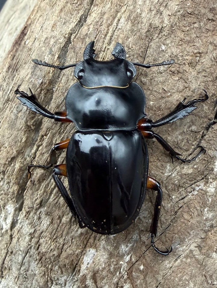 【WD】《インペリアリスツヤ亜種komorii トゥルスマリア産 64.5mm ペア》