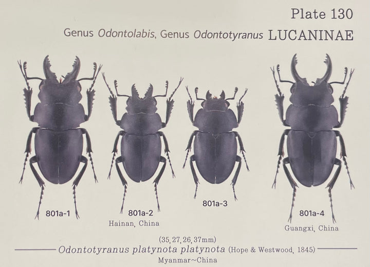 【WD】《プラティノータツヤクワガタ ♀単》