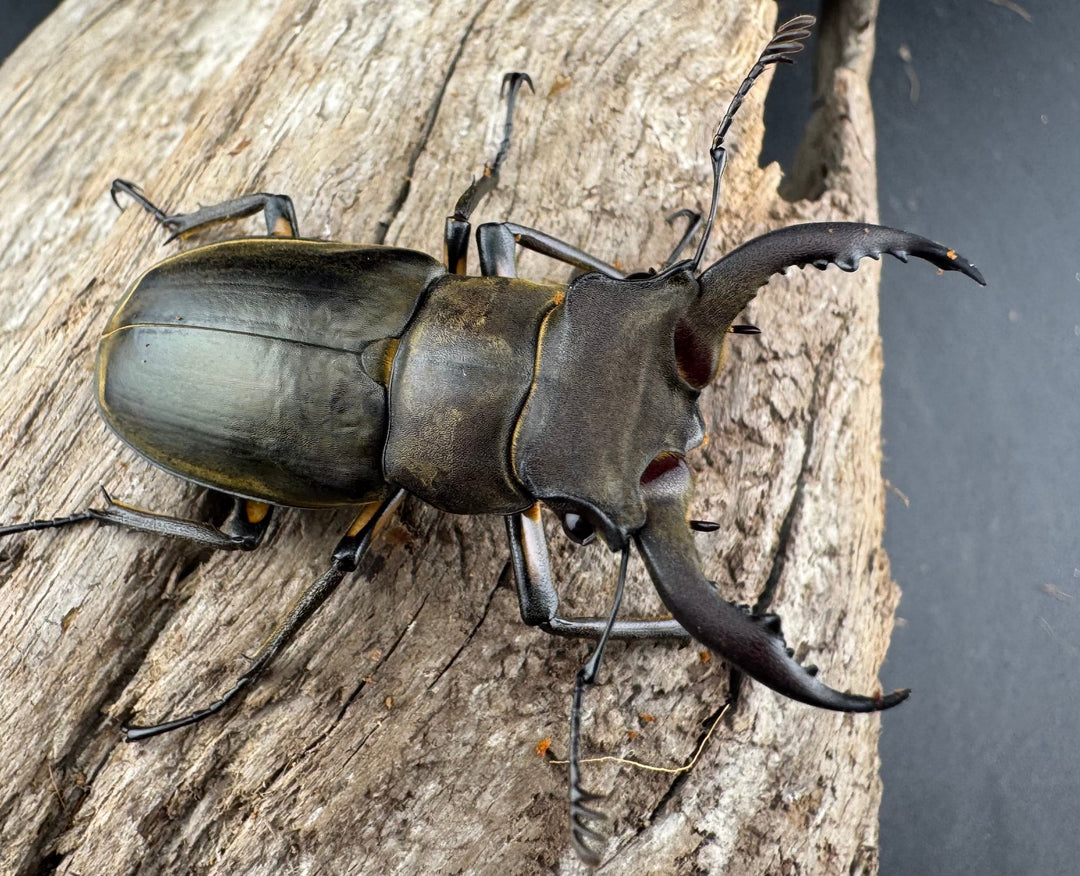 【WD】《カンターミヤマ亜種colasi 雲南省産 51mm ペア》