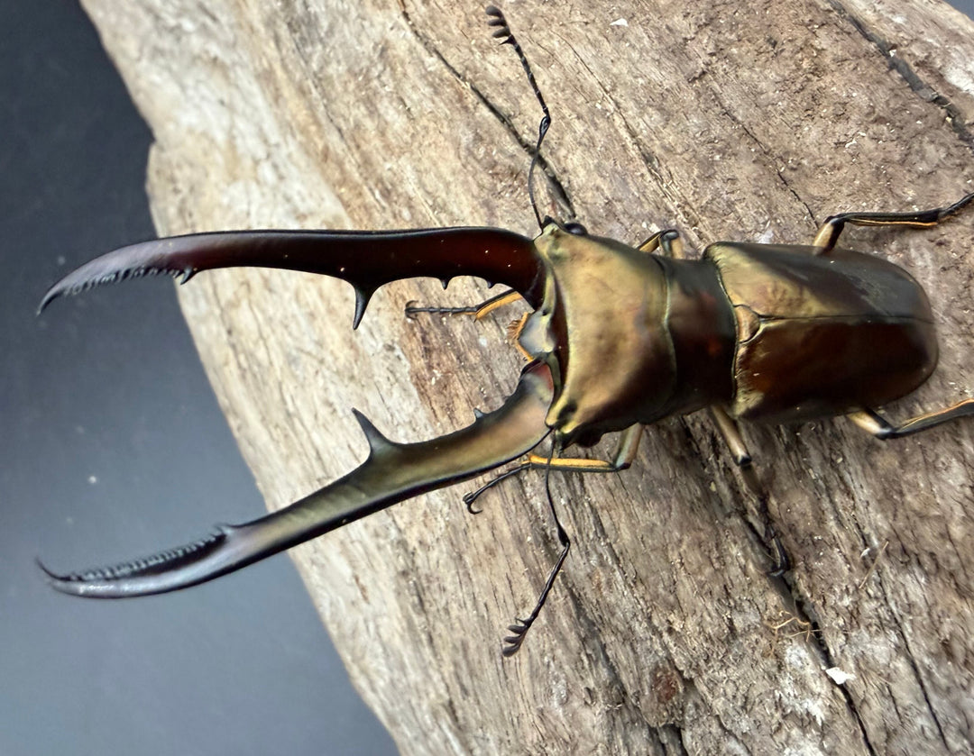 《メタリフェルホソアカ亜種サンギレンシス 68.5mm ペア》