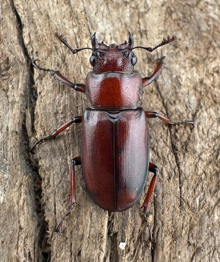 【WD】希少《カツラホソアカクワガタ 雲南省産 20mm ♀単》