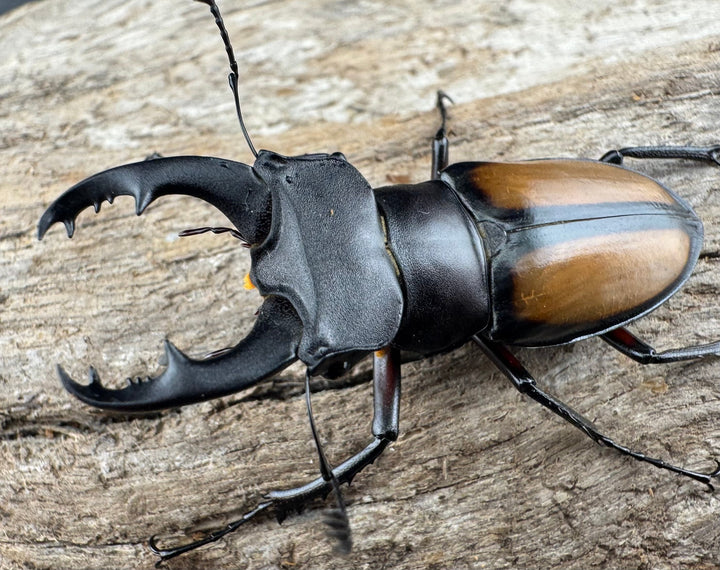 【WD】《パリーミヤマクワガタ 42.5mm ♀赤脚 ペア》