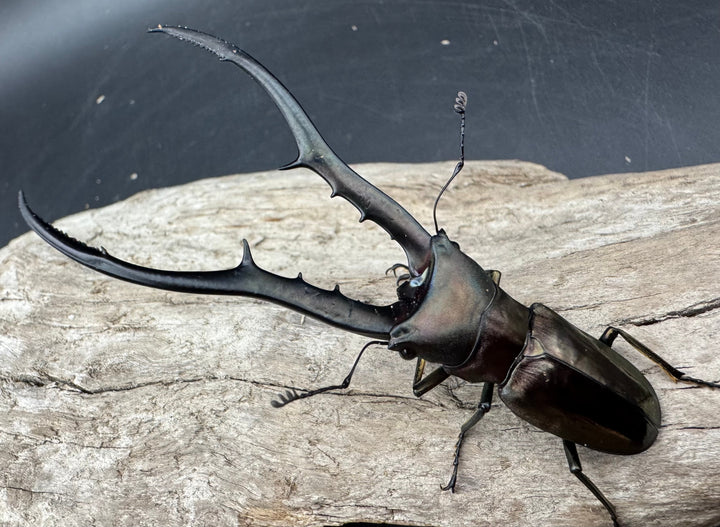 【WD】《メタリフェルホソアカ亜種finae 79mm ペア》