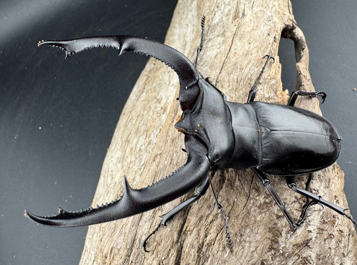 【WD】《マンディブラリスフタマタ 95mm ペア》