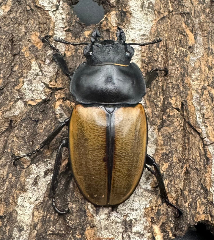 【WD】《カステルナウディツヤクワガタ 72ｍｍ ペア》