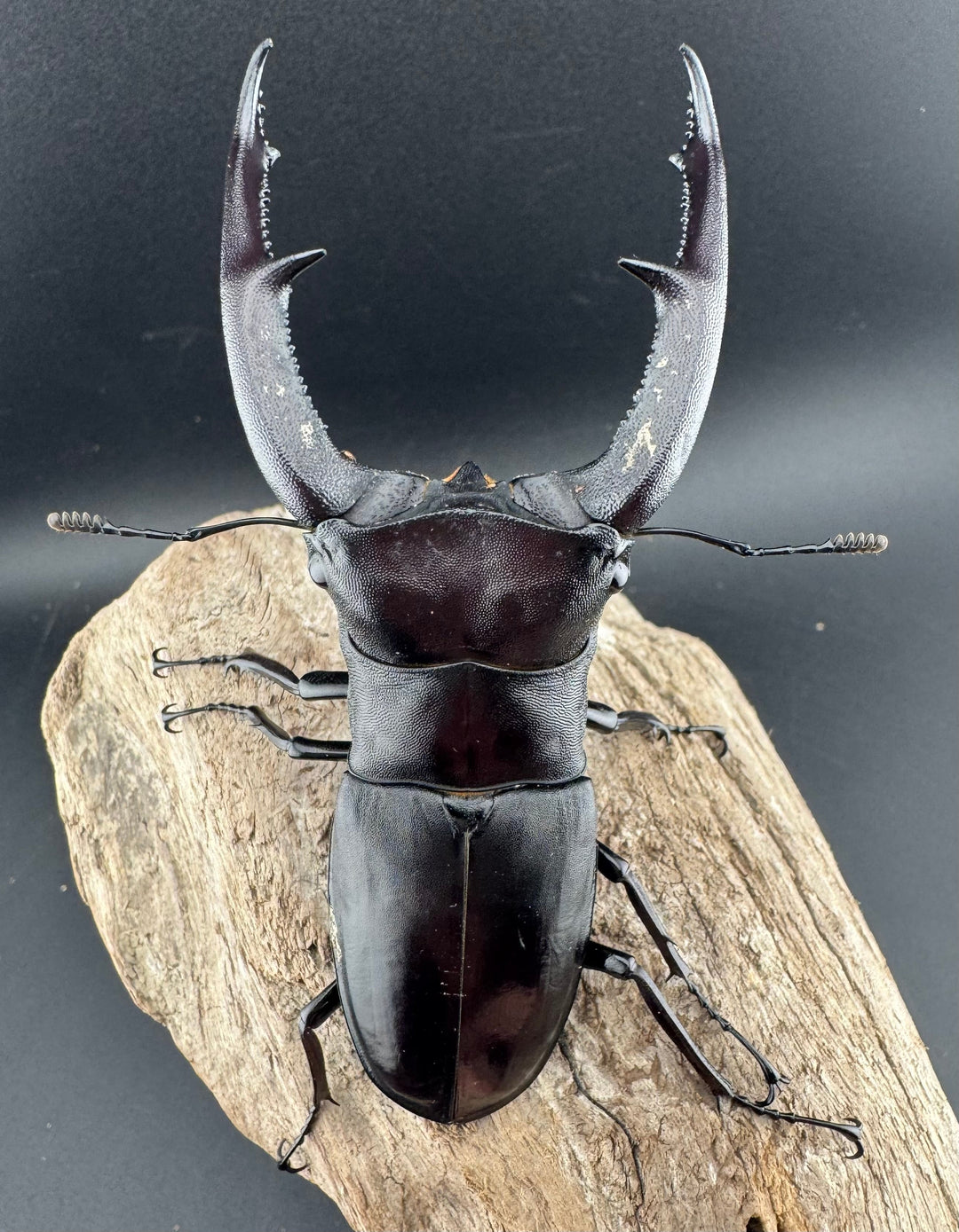 【WD】《マンディブラリスフタマタ 103.5mm ペア》