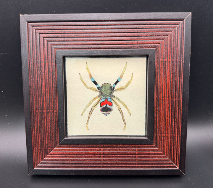 標本画（カラオビハエトリ）【額付き】