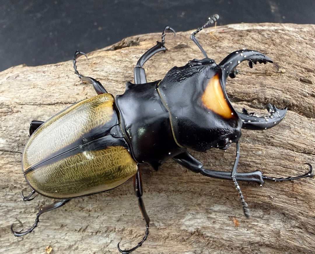 【WD】《ラコダールツヤクワガタ 66.5mm ペア》