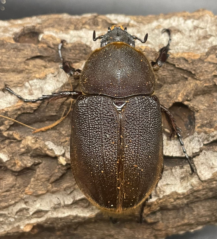 《ヘラクレス・ヘラクレス 126mm ペア》