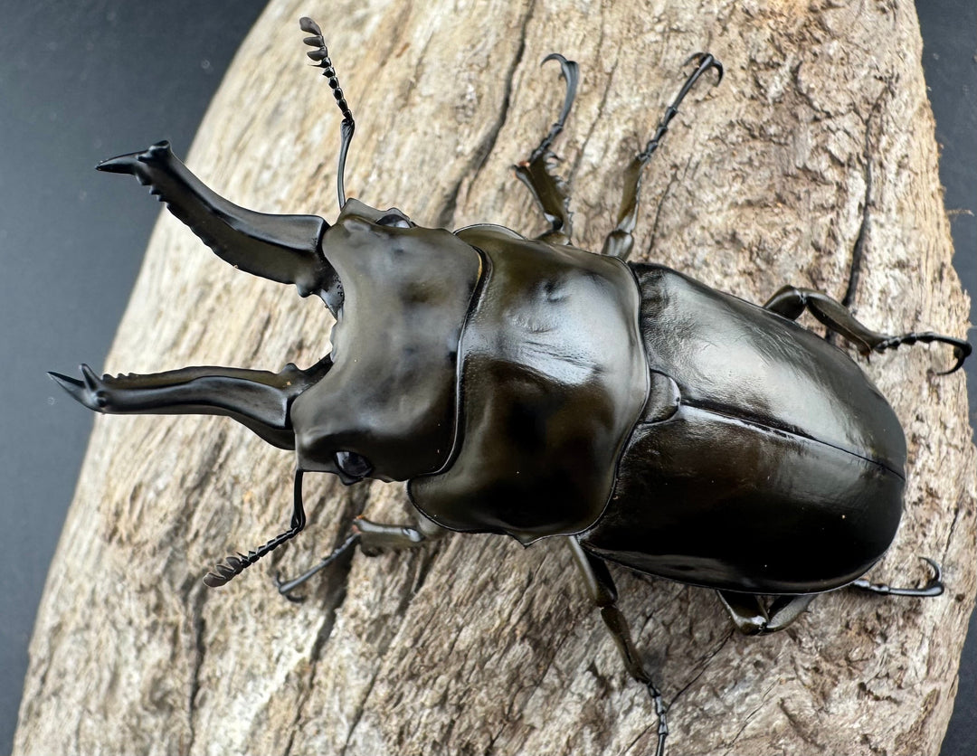 F0】《ローゼンベルグオウゴンオニクワガタ 66mm ペア》